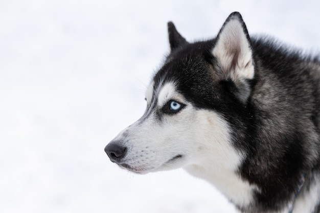 Husky dog portrait. Funny pet on walking before sled dog training.