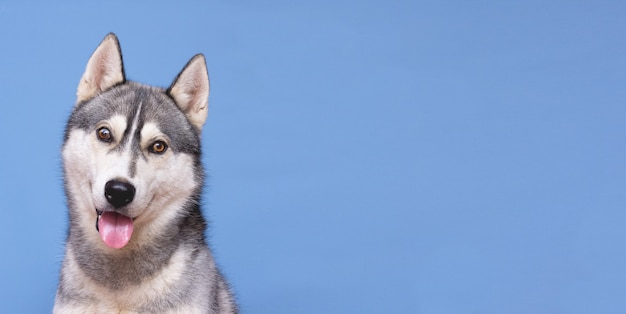 コピースペースでポーズをとるハスキー犬の肖像画