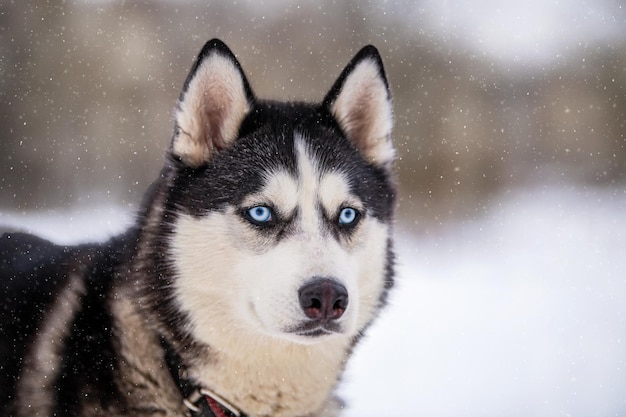 Ritratto di cane husky husky siberiano con gli occhi azzurri nel parco innevato d'inverno