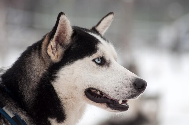 Husky dog portrait in the winter snow