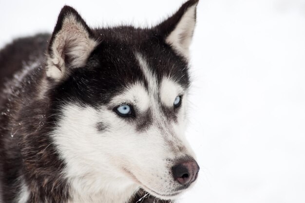 Husky dog portrait in the winter snow