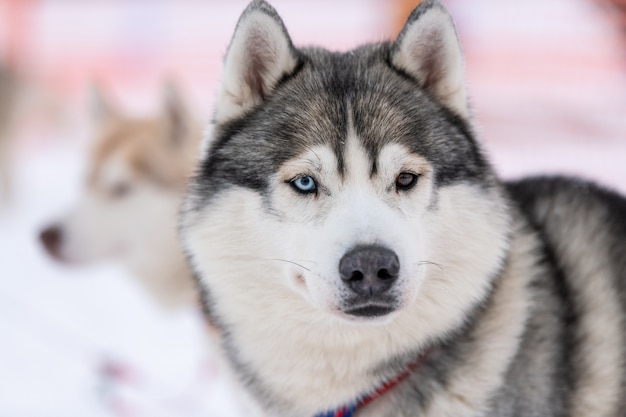 Husky dog portrait, winter snowy background. Funny pet on walking before sled dog training.