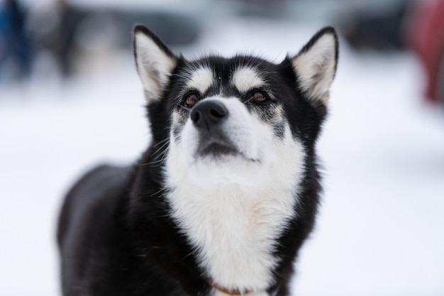 冬の雪のバックグラウンドでハスキー犬の肖像画