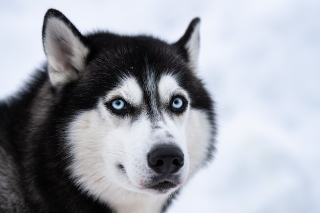 Портрет хаски, зима снежная. Забавный питомец на прогулке перед ездой на собачьих упряжках.