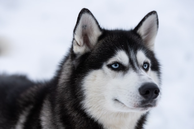 ハスキー犬の肖像画