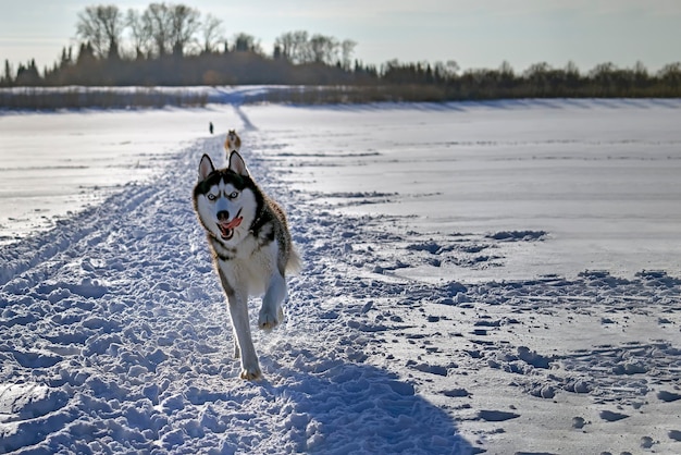 ハスキー犬が雪原を横切ってカメラを見る