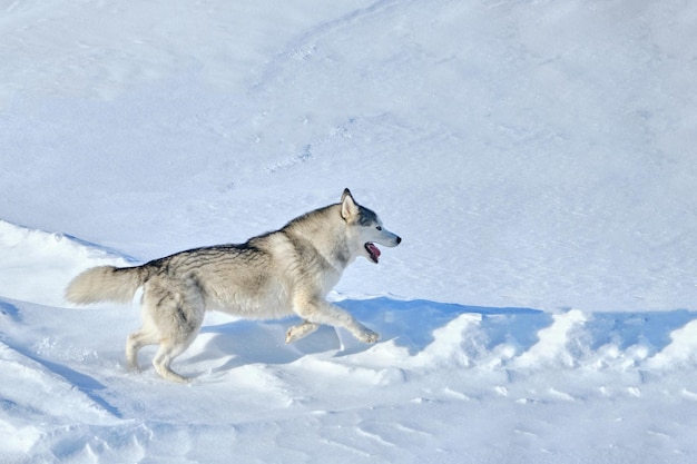 Husky dog runs through the snow on a sunny winter day.