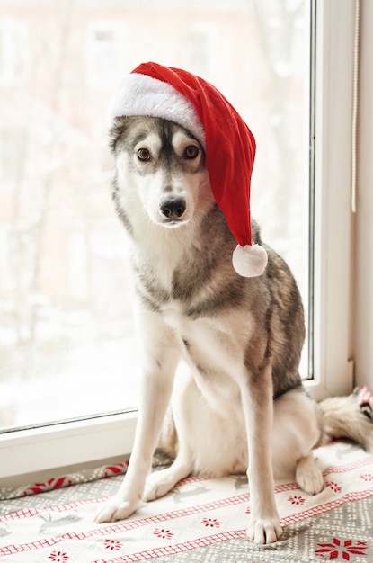 サンタ帽子のハスキー犬。赤いクリスマスサンタクロースの帽子をかぶってかわいいシベリアンハスキー犬の肖像画。クリスマスハスキー犬。はがきとカレンダーのテンプレート。かわいい、面白い、幸せな犬のクローズアップの肖像画。