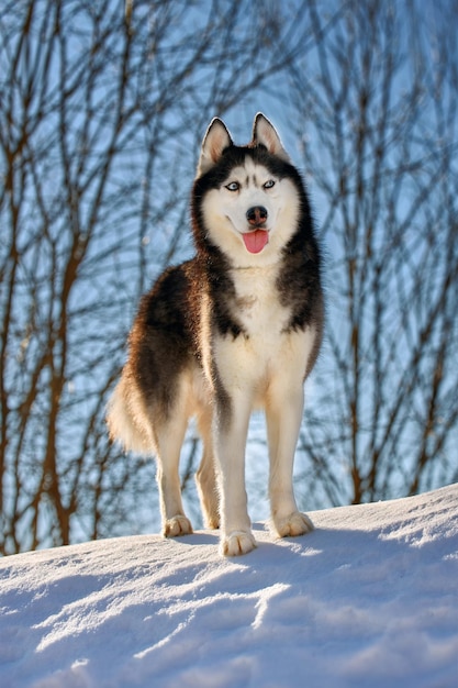 Photo the husky dog sits in the snow in the rays of the morning rising sun in the winter forest