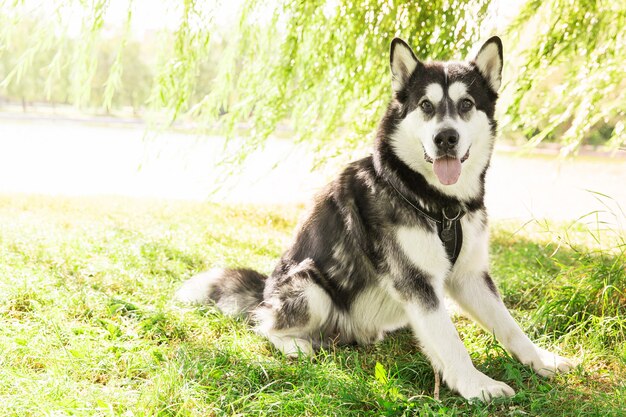 Husky собака, сидящая на траве в парке