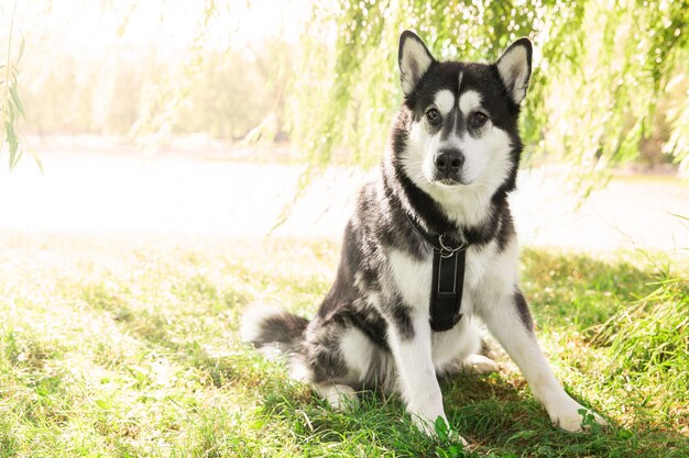 公園の草の上に座っているハスキー犬