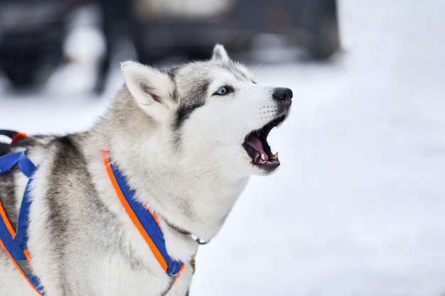 Husky dog in snow barking