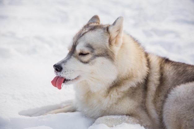 冬の森の雪原にハスキー犬。血の上に横たわる血統犬