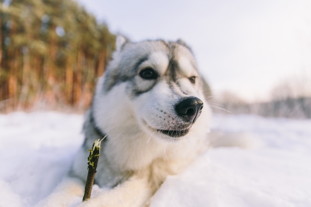 Husky dog on snowy field in winter forest. Pedigree dog lying on the snow