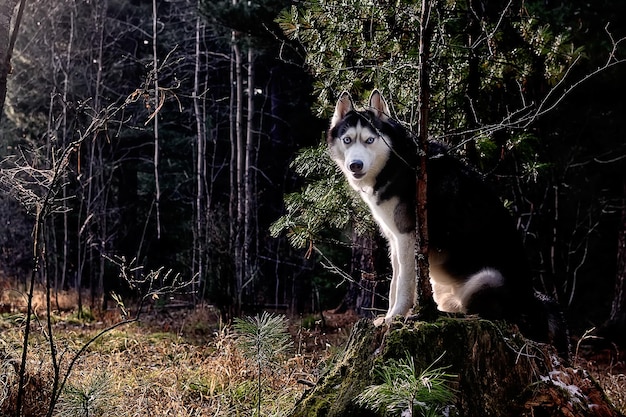 Photo husky dog in the spring forest rubbing a blueeyed husky sitting on a stump in the morning forest the dog looks at the camera
