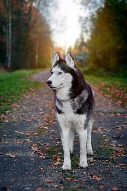 写真 ハスキー犬が立って周りを見回す秋の公園を散歩