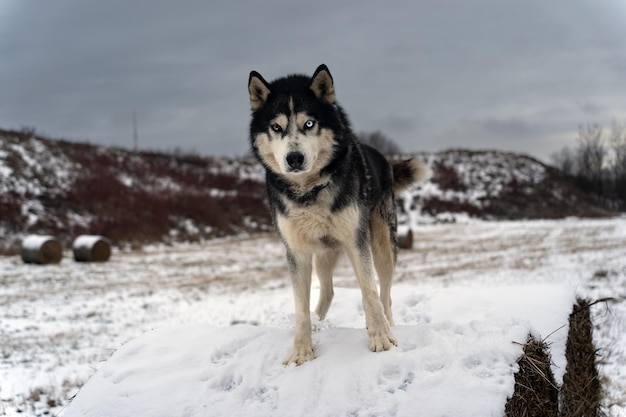 A husky dog stands on a snow covered log in the snow.