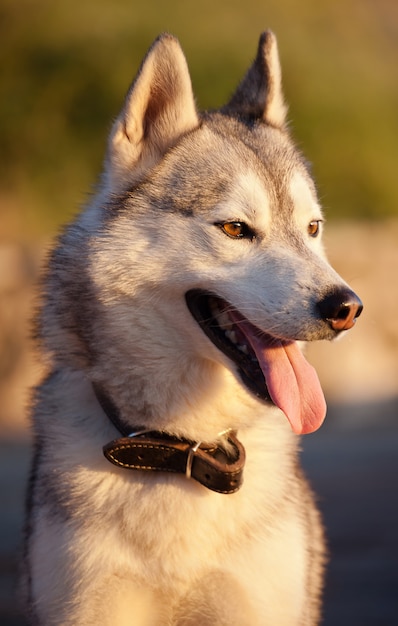 日没時のハスキー犬、カプリ島、イタリア