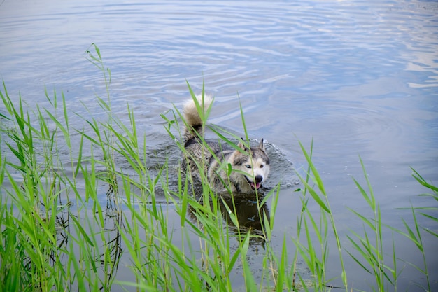 Хаски плавает в озере.