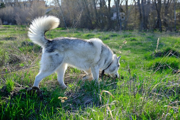 公園を散歩しているハスキー犬が草を嗅ぎます。