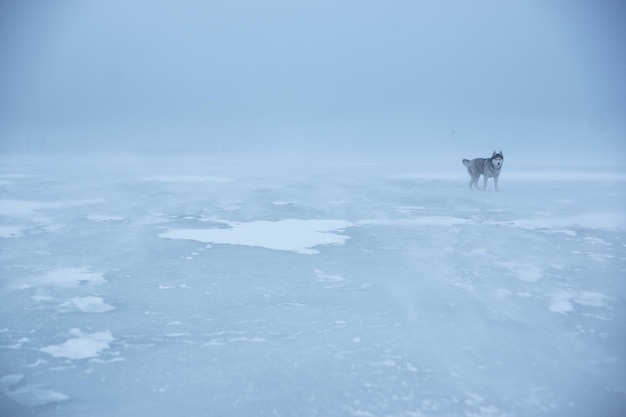 写真 ハスキー犬は悪天候の冬に湾の厚い氷の上を歩きます。