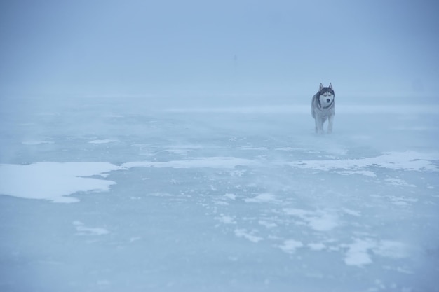 Husky dog walks on thick ice on the bay in winter towards wind and snow