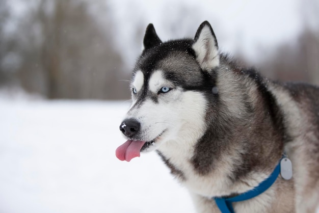 散歩のための冬の森のハスキー犬