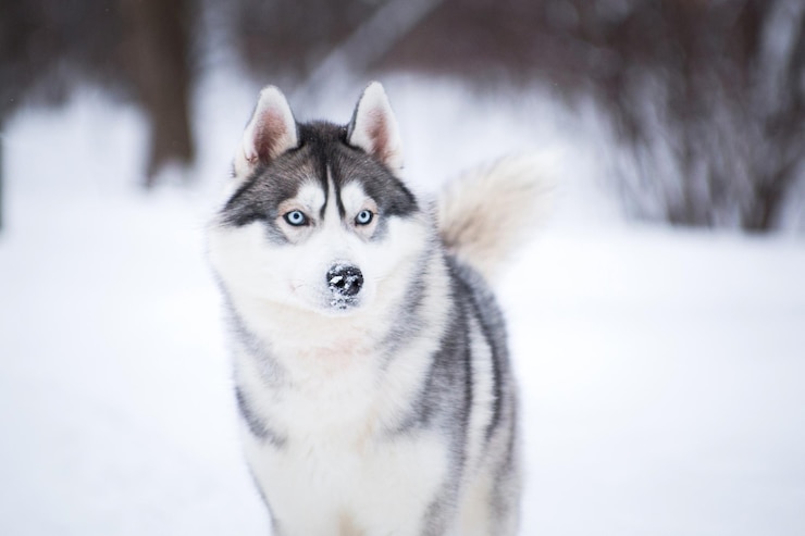 Photo husky dog in winter on the snow