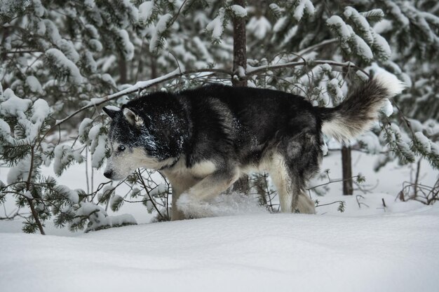 Foto cane husky in una foresta innevata d'inverno