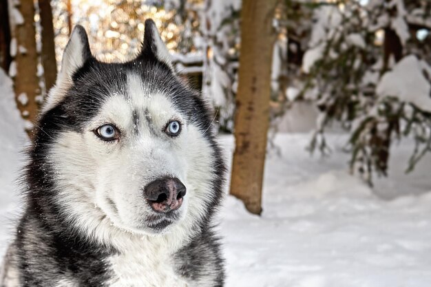 Photo husky dog in winter sunny forest cute funny sly suspicious expression on the muzzle