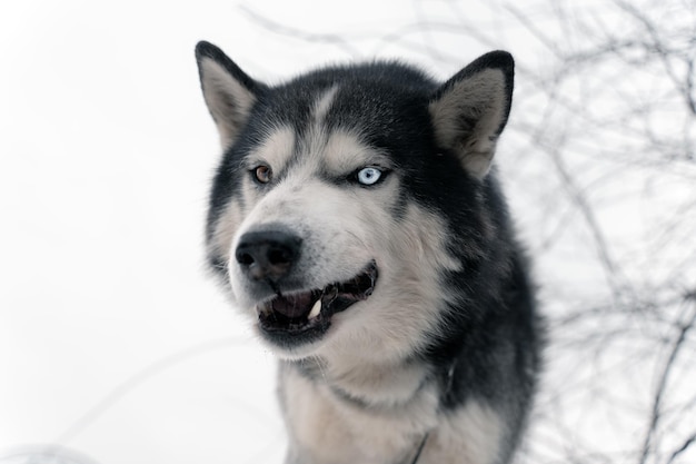 Foto un cane husky con gli occhi azzurri e uno sfondo bianco.