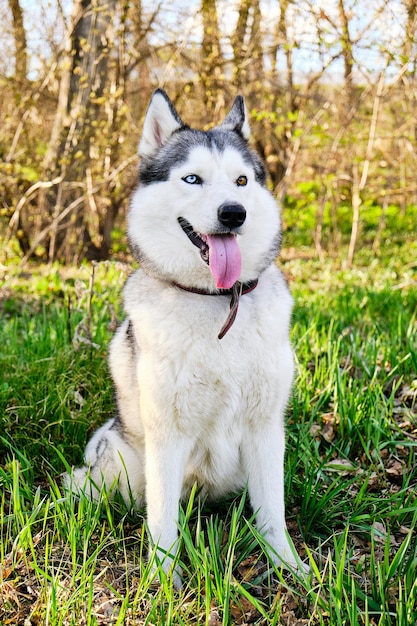 青と茶色の目が異なるハスキー犬は、明るい太陽の下で朝、緑の芝生の上の公園に座っています。