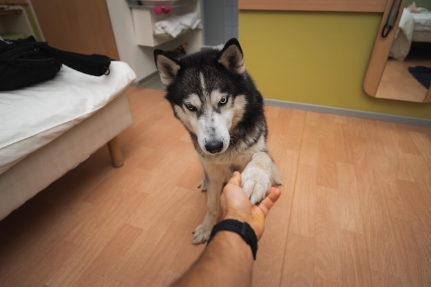 A husky dog with multicolored eyes gives a paw to the owner of the house