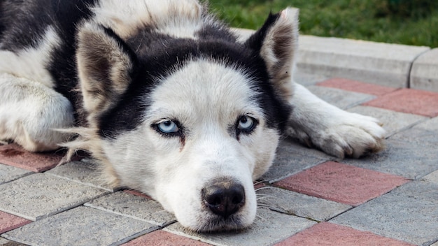 Husky dog