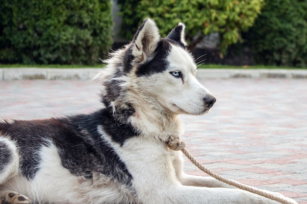 Husky dog