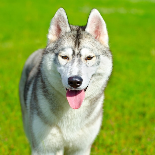 Husky dog