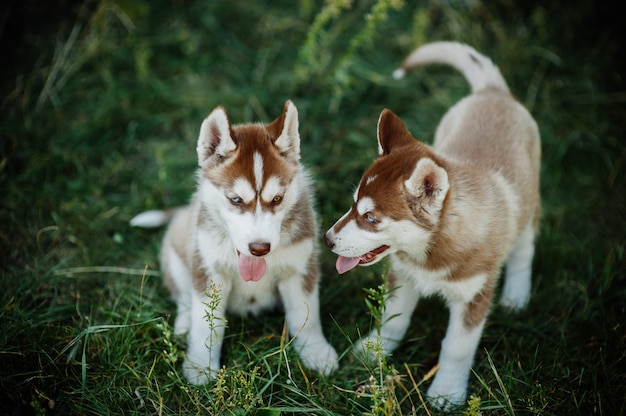 Husky dog