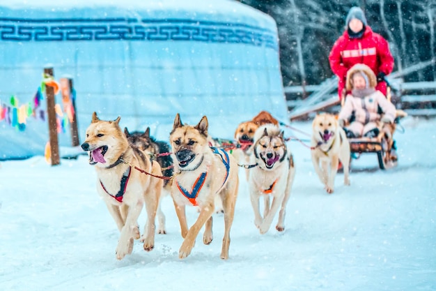 フィンランドでは、冬にハスキー犬が子供とそりを引いています。