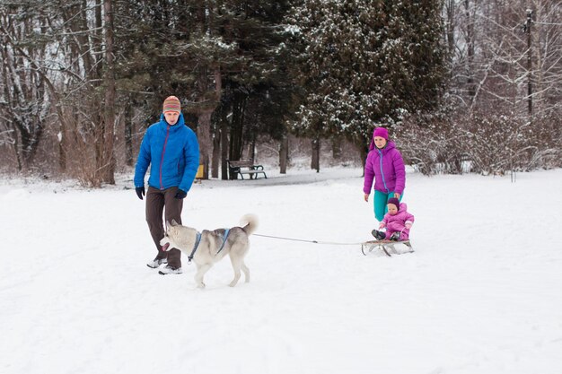 Husky dogs are pulling sledge with mom and baby, dad running before them