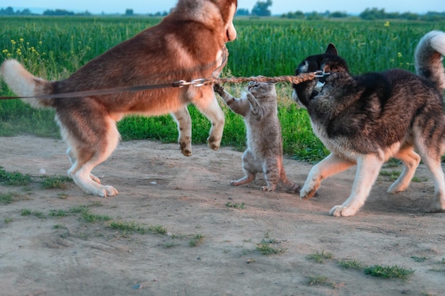 Husky dogs attack a cat on the road Two dogs attacked a cat