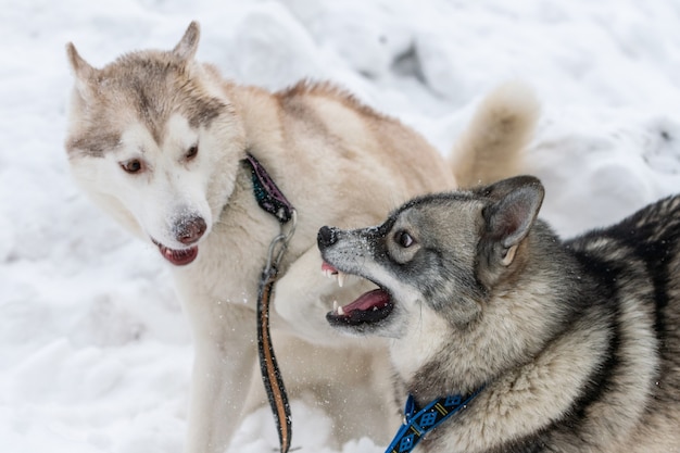 ハスキー犬はbarえ 噛み 雪の中で遊ぶ 面白いそり犬の冬の遊び 積極的なシベリアンハスキーの笑顔 プレミアム写真