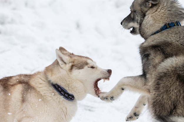 Husky dogs bark, bite and play in snow. Funny sled dogs winter play. Aggressive siberian husky grin.