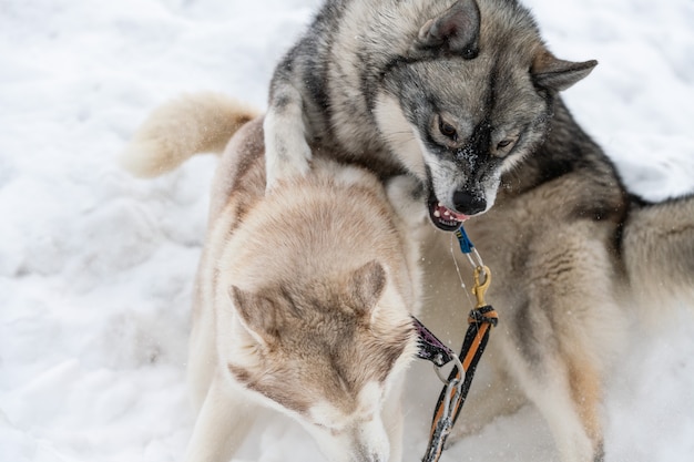 I cani husky abbaiano, mordono e giocano nella neve.