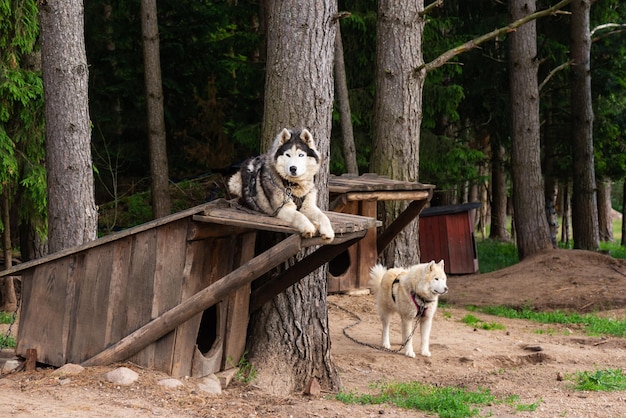 森の背景にブースがあるチェーンのハスキー犬