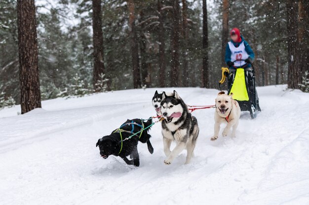 Husky dogs pulling sled with musher