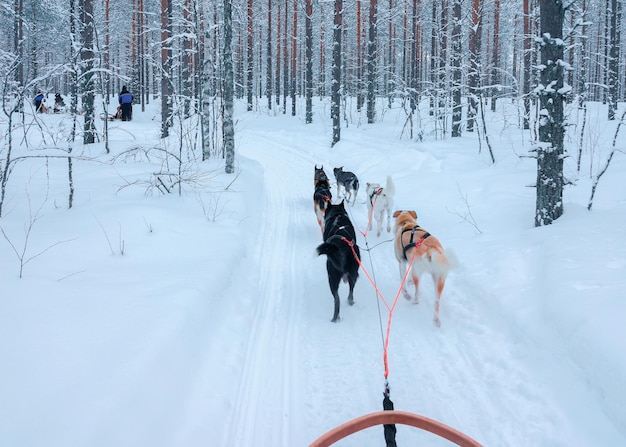 冬のフィンランド、ラップランドのロヴァニエミの森でそりに乗っているハスキー犬