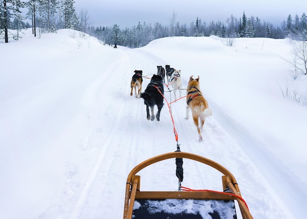 フィンランドのラップランド、ロヴァニエミでハスキー犬ぞり