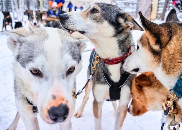 フィンランド北部、ラップランド、ロヴァニエミの冬の森でそりに乗ったハスキー犬