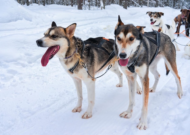 フィンランド北部、ラップランド、ロヴァニエミの冬の森でそりに乗ったハスキー犬