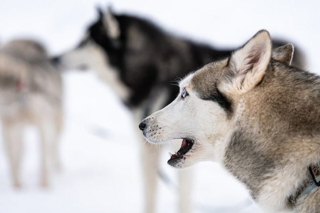 そり犬レースを待っているハスキー犬